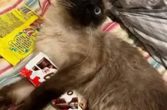 Пропала кошка, Орджоникидзе 50, Кинель