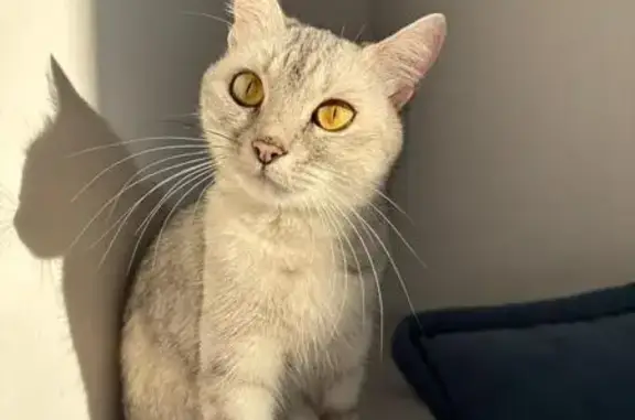 Пропала кошка, Фабричная 113, Черкесск