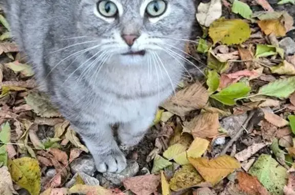 Кошка найдена у фур, Щёлково, МО