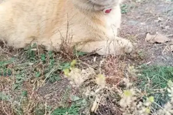 Кошка найдена, Казань, Татарстан