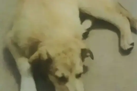 Метис лабрадора найден на Южной, Реутов