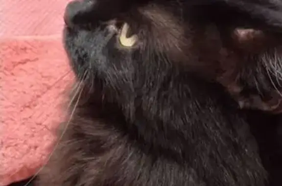 Кошки потеряшки, Воронеж, фото: Потеряшка кошка, Каспийская ул., 51, Воронеж