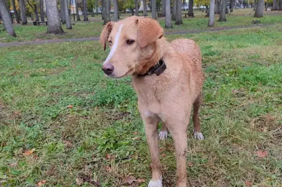 Собака найдена в Комсомольском парке, Пенза