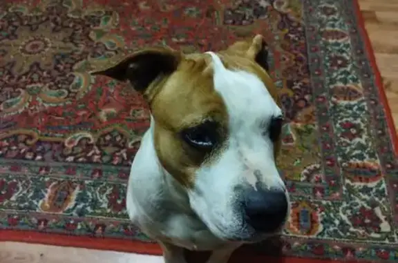 Найдена собака, Нижний Новгород, фото: Собака найдена: лыжная база, Автозавод