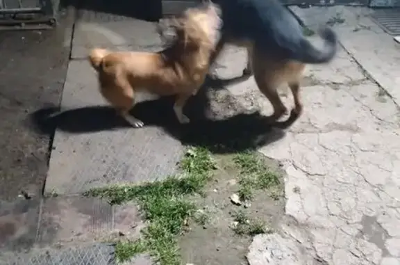 Найдена овчарка: ул. Малая Новосёловка, 15