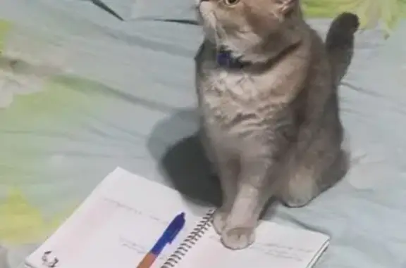 Кошки потеряшки, Ставрополь, фото: Потеряшка кошка, ул. Мира 367/23, Ставрополь