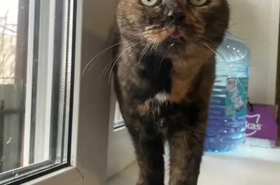 Пропала кошка, ул. Гагарина, 17, Дедовск