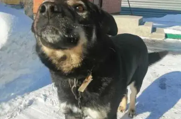 Собаки потеряшки, Новосибирск, фото: Потеряшка собака на ул. Аксёнова, Новосибирск