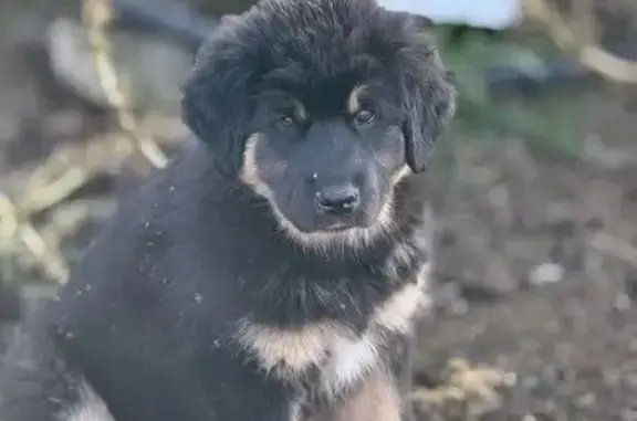 Пропала собака, Улан-Удэ, ул. Стартовая