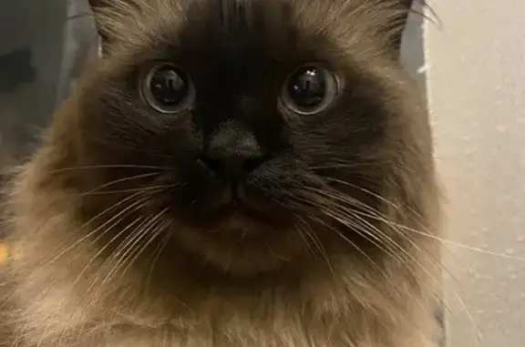 Кошки потеряшки, Москва, фото: Потеряшка кошка, Абрамцевская ул., Москва