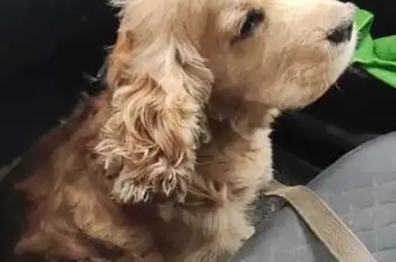 Собаки потеряшки, Нижегородская область, фото: Потеряшка собака, Нижний Новгород, гаражи