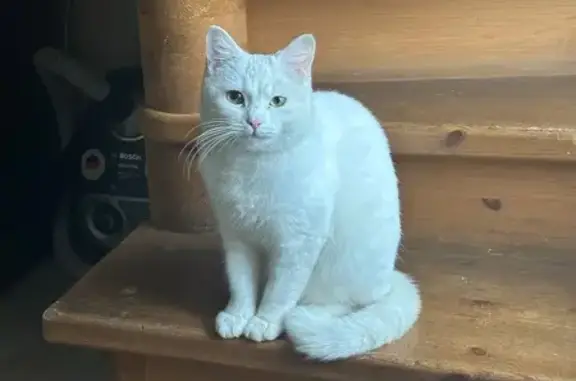 Кошки потеряшки, , фото: Потеряшка кошка, Пижма, 49