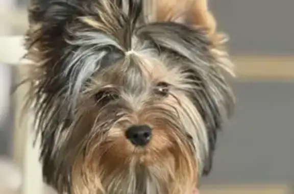 Пропала собака в Сапроново, МО