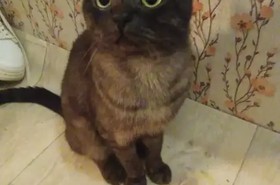 Кошки потеряшки, Новочебоксарск, фото: Потеряшка кот Барсик, Коммунистическая 34