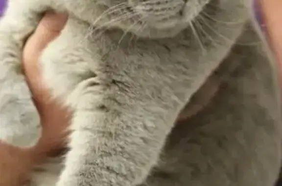 Пропала кошка, Юбилейный проезд 14