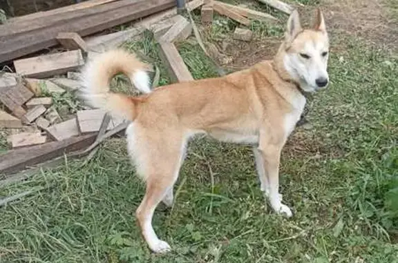 Найдена собака Лайка, Ревякино, Тула