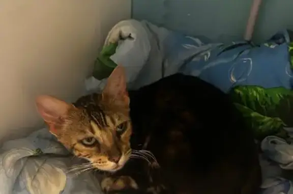 Найдена кошка в д. Мясниково, Пермский край - photo