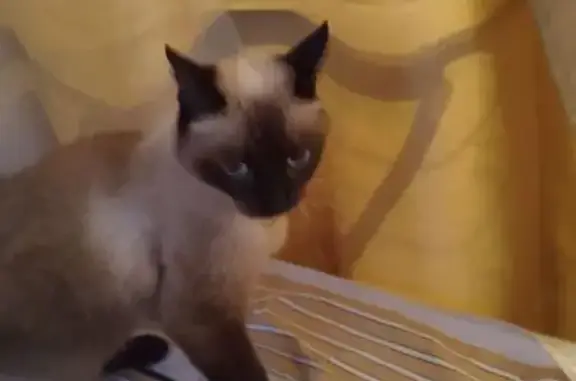 Кошка найдена, Театральная ул., Оренбург