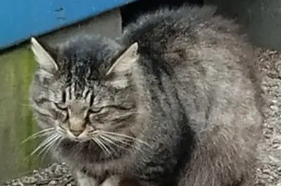 Найдена кошка, , фото: Кошка найдена в Пановке, 28