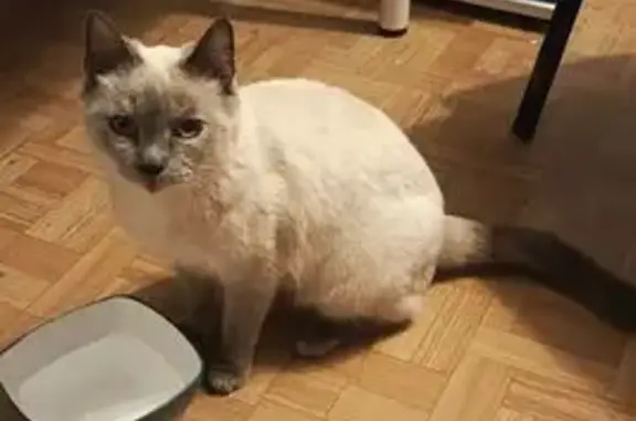 Найдена кошка у Композиторов 22 к1, СПб