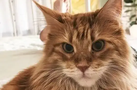 Пропала рыжая кошка, пер. Гранитный 85