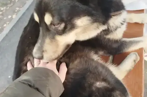 Собаки потеряшки, , фото: Потеряшка пес Арчи, Клубная ул, Ижевск