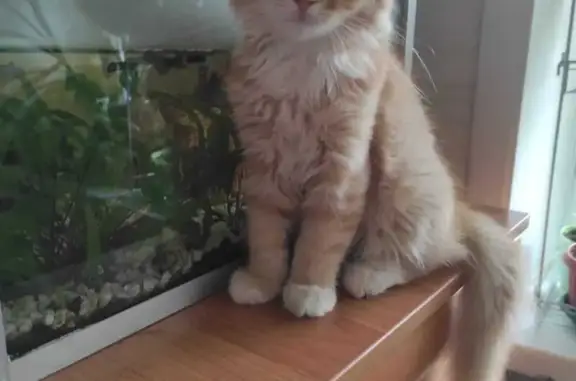 Кошки потеряшки, Воронеж, фото: Потеряшка кошка, Ленинский проспект, Воронеж