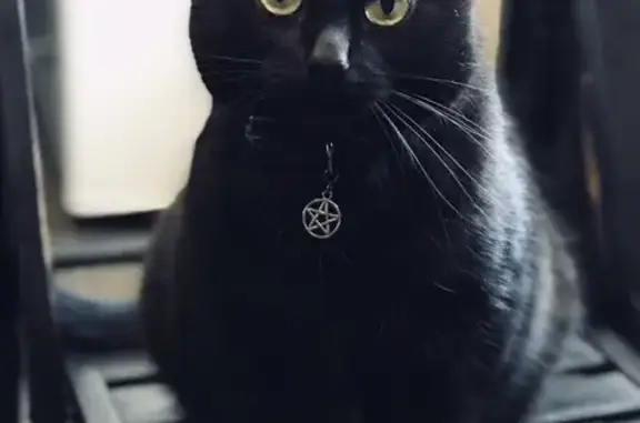 Кошки потеряшки, Сыктывкар, фото: Потеряшка кошка, Сыктывкар, Коми