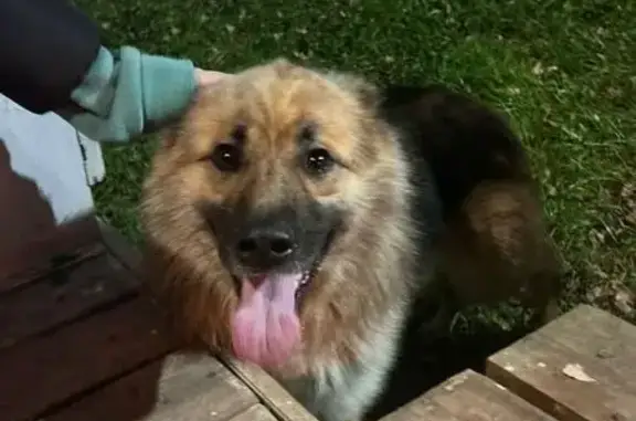 Найдена собака, Новгородская область, фото: Собака найдена в Новгородской области