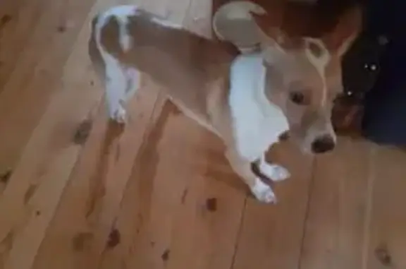 Найдена собака, Псков, фото: Собака найдена: ул. Леона Поземского, Псков