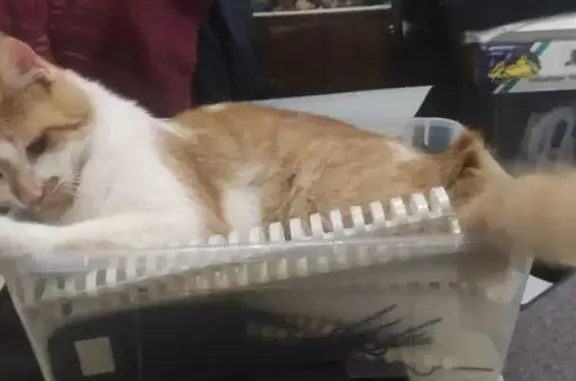 Кошки потеряшки, Сочи, фото: Потеряшка кошка на Нагорной улице, Сочи