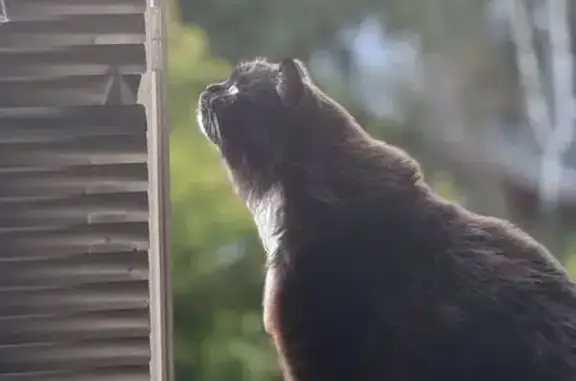 Кошки потеряшки, Пенза, фото: Потеряшка кошка, ул. Кулибина, 13, Пенза