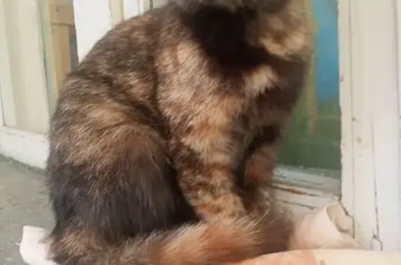 Найдена кошка, Казань, фото: Кошка найдена, ул. Сыртлановой 4, Казань