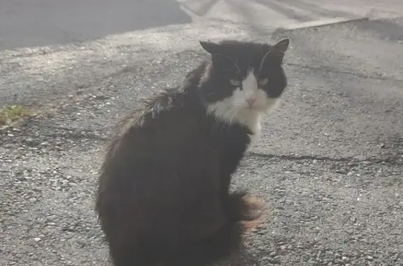 Кошка найдена на ш. Космонавтов, 137, Пермь