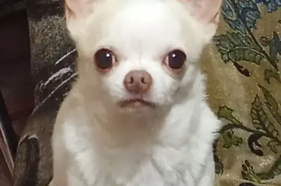 Пропала собака на Юбилейной улице, Находка