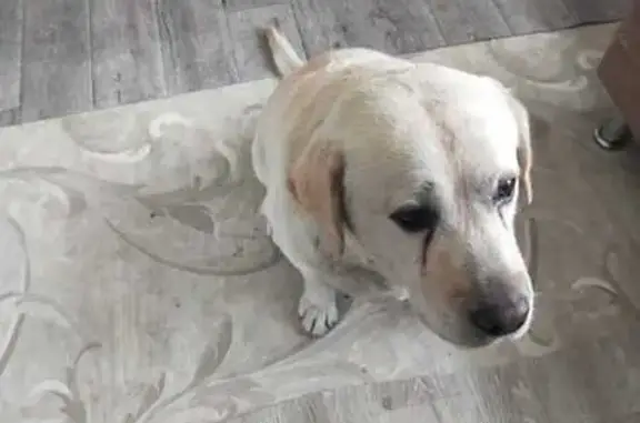 Лабрадор найден у планетария, ул. Мира, Волгоград
