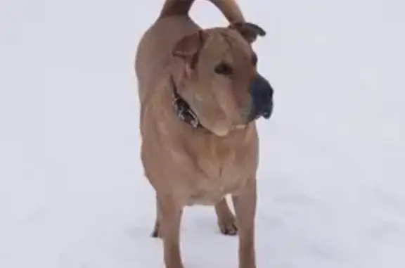 Собаки потеряшки, Полевской, фото: Потеряшка собака, Горная ул. 12, Полевской