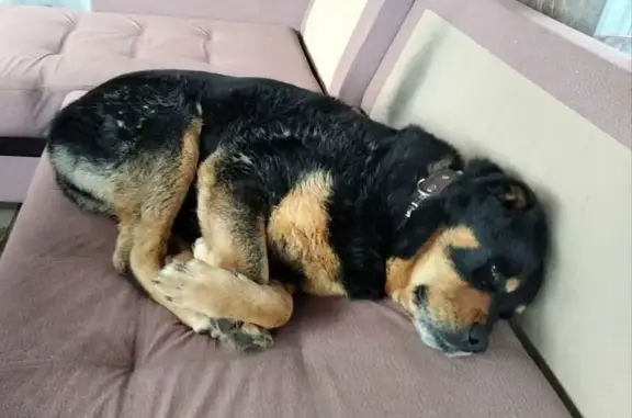 Собаки потеряшки, Желнино, фото: Потеряшка собака, Пролетарская 84, Желнино