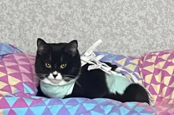 Кошки потеряшки, Санкт-Петербург, фото: Потеряшка кошка, СПб