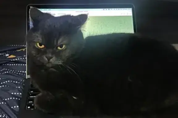 Кошки потеряшки, Электросталь, фото: Потеряшка черная кошка, Электросталь, Коллективная