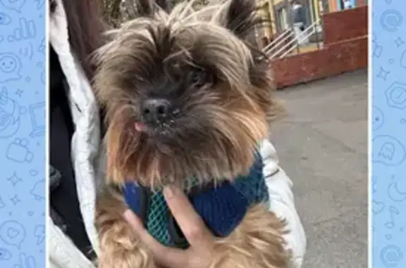 Найдена собака, Санкт-Петербург, фото: Найдена собака: Пулковская ул., 6 к3, СПб