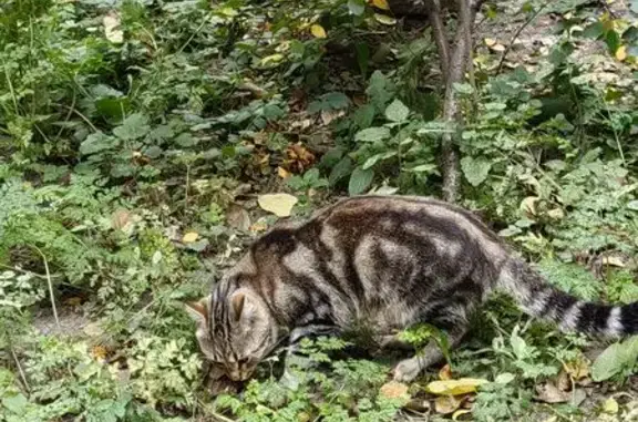 Кошка найдена: Будапештская 15 к2