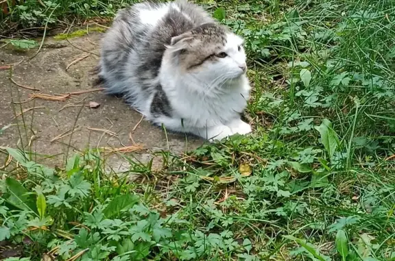 Найдена кошка, , фото: Пропала кошка в Мининском сельсовете