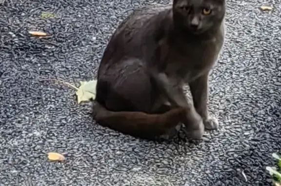 Кошка найдена: Будапештская 15 к2, СПб