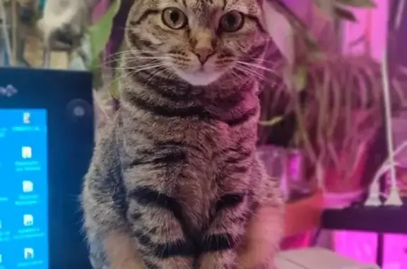 Пропала кошка, переулок Трудолюбия, 35