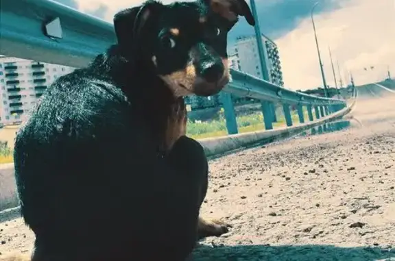 Собаки потеряшки, Прокопьевск, фото: Потеряшка собака, ул. Морозовой, Прокопьевск