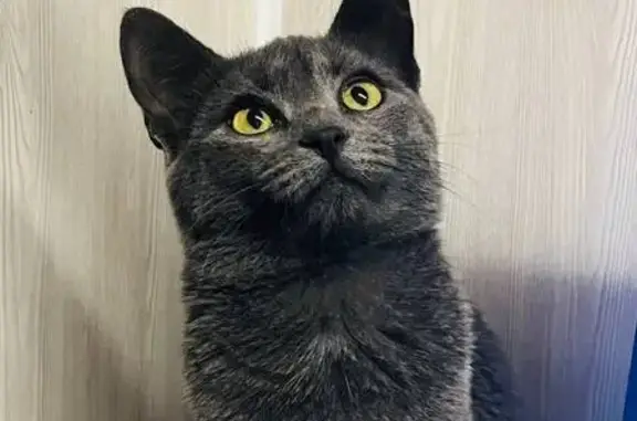 Пропала кошка, 1-й Лихоборский пр., 119