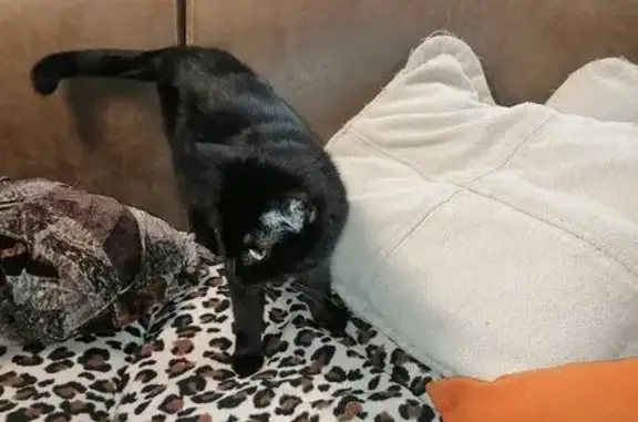 Черная кошка найдена на Пастеровской, 84