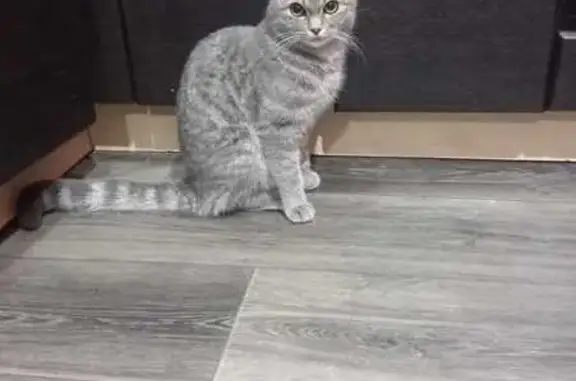 Кошки потеряшки, Омск, фото: Потеряшка кошка, Омск, Камерный пер., 40