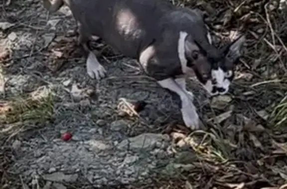 Найдена кошка, Гайдук, фото: Кошка найдена: Первомайская, 14, Гайдук